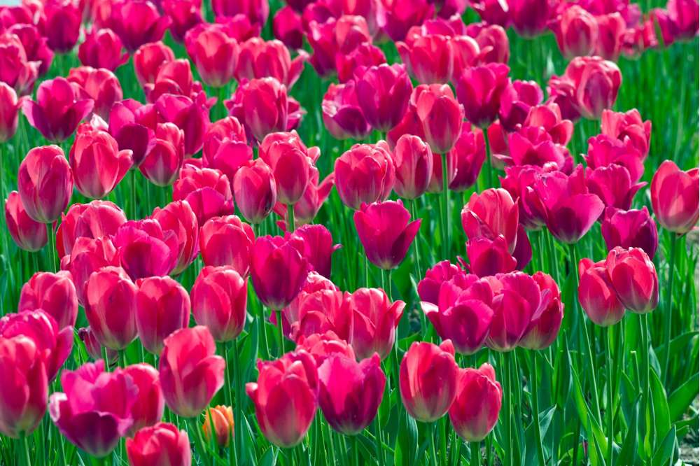 Tulipan 'Lady van Eijk'